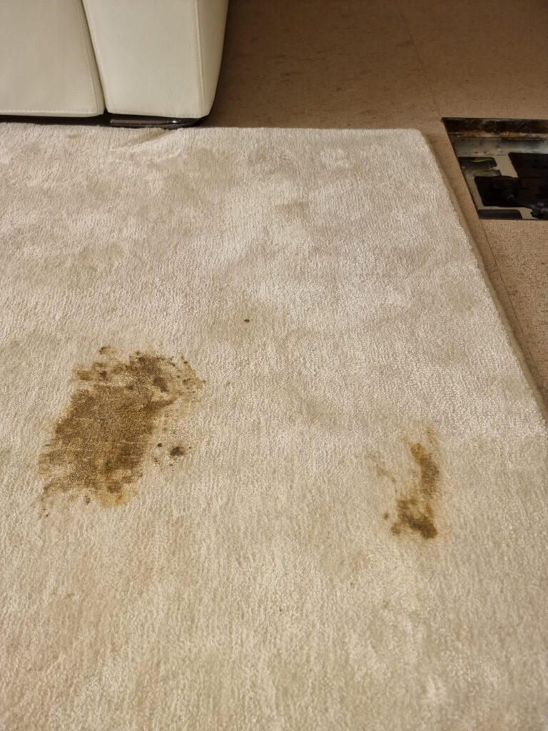 Pet Stain Removal Before